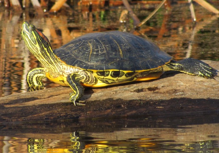 Red-ear Slider